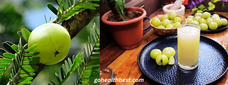 Amla juice and Amla tree