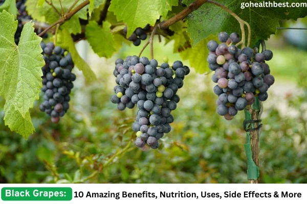 Black Grapes